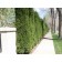 Spartan Juniper ©photo ArborTanics Inc.
