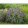 Photo Courtesy of Ball Horticultural Company