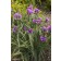Photo Courtesy of Bailey Nurseries
