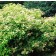 Photo Courtesy of Bailey Nurseries Inc.