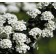 Photo Courtesy of Bailey Nurseries Inc.