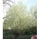 SPRING SNOW CRABAPPLE ©photo ArborTanics Inc.