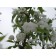 SPRING SNOW CRABAPPLE ©photo ArborTanics Inc.