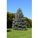 Wiki Commons-Public Domain By RayMiller - <a rel="nofollow" class="external free" href="http://pixabay.com/en/blue-spruce-tree-niagara-botanical-196660/">http://pixabay.com/en/blue-spruce-tree-niagara-botanical-196660/</a>, <a href="http://creativecommons