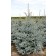 Photo Courtesy of Iseli Nursery