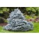 Photo Courtesy of Iseli Nursery