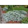 Photo Courtesy of Iseli Nursery