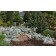 Photo Courtesy of Iseli Nursery