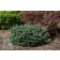 Photo Courtesy of Iseli Nursery