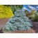 Image Courtesy of Iseli Nursery