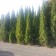 ©ArborTanics Inc