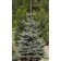 Photo Courtesy of Russell's Nursery, Inc.