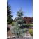 Photo Courtesy of Iseli Nursery