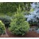 Photo Courtesy of Iseli Nursery