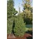 Photo Courtesy of Iseli Nursery