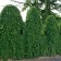 Photo Courtesy of Iseli Nursery