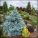 Photo Courtesy of Iseli Nursery