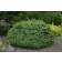Photo Courtesy of Iseli Nursery