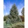 Image Courtesy of Iseli Nursery