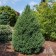 Photo Courtesy of Iseli Nursery
