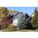 SELECT BLUE SPRUCE ©photo ArborTanics Inc.