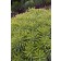 Photo Courtesy of Ball Horticultural Company