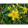 Photo Courtesy of Bailey Nurseries Inc.