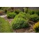Photo Courtesy of Bailey Nurseries Inc.