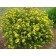 Photo Courtesy of Bailey Nurseries Inc.