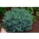 Photo Courtesy of Bailey Nurseries Inc.
