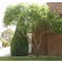 Staghorn Sumac ©photo ArborTanics Inc.