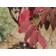 Staghorn Sumac -Fall ©photo ArborTanics Inc.