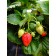 Strawberry-Generic