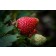 Strawberry - Generic