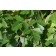 Photo Courtesy of Plant Select©