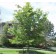 Sunburst Honeylocust ©photo ArborTanics Inc.