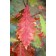Swamp White Oak - Fall