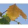 SWAMP WHITE OAK ©photo ArborTanics Inc.
