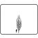 Swedish Aspen ©outline by ArborTanics inc.