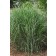 Photo Courtesy of Bailey Nurseries Inc.