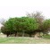 Tanyosho Pine