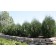 Mission Arborvitae ©photo ArborTanics Inc.