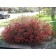 Texas Scarlet Red Flowering Quince...©photo ArborTanics Inc.