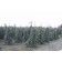 The Blues Weeping Blue Spruce...©photo David Spahn