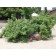 Thérèse Bugnet Rose...©photo ArborTanics Inc.