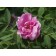 Thérèse Bugnet Rose...©photo ArborTanics Inc