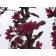THUNDERCHILD FLOWERING CRABAPPLE ©photo ArborTanics Inc.