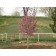 THUNDERCHILD FLOWERING CRABAPPLE ©photo ArborTanics Inc