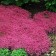 Photo Courtesy of Walter's Gardens, Inc.