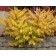 Tiger Eyes® Sumac ©photo ArborTanics Inc.